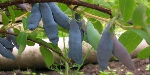 Sorte orlovih noktiju za moskovsku regiju: slatke i velike, jestive i ukrasne